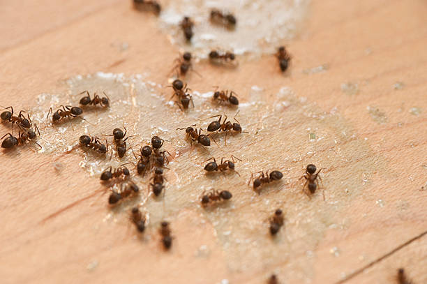 Best Ant Control Services  in Eyota, MN