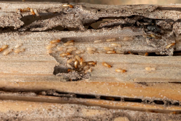 Flea Control Services in Eyota, MN